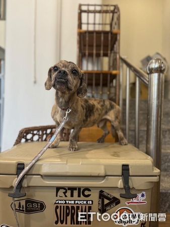 d7971713 法國臘腸犬厚道(圖/IG@ffffeifffei提供)