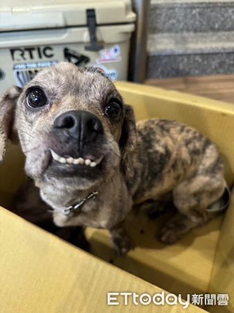 d7971714 法國臘腸犬厚道(圖/IG@ffffeifffei提供)