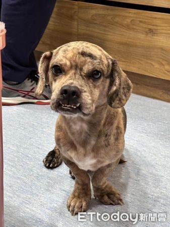 d7971715 法國臘腸犬厚道(圖/IG@ffffeifffei提供)