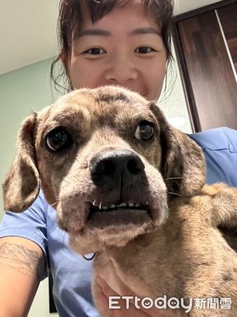 d7971716 法國臘腸犬厚道(圖/IG@ffffeifffei提供)