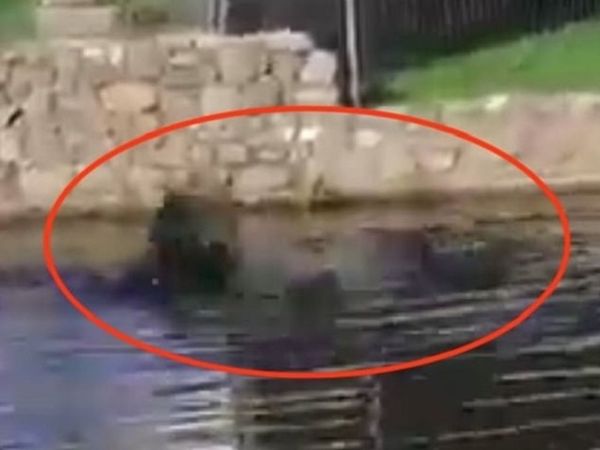 d7973231 慎入!男跌入湖中被鱷魚群「廝殺狠咬」慘死,鄉民目擊卻無法救援。(翻自《每日郵報》)