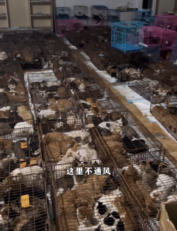 ▲▼河南狗販。（圖／翻攝自微博）
