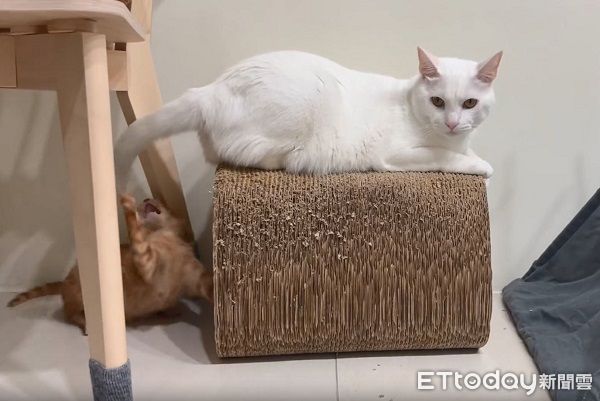 d7974778 ▲白貓蒐集紙球「孵蛋」趴貓窩 奴才想碰還遭咬:別動我的孩子!(圖/soybean_cake提供,請勿隨意翻拍,以免侵權。)