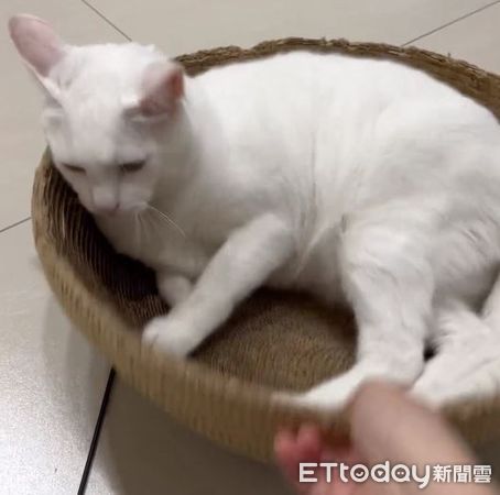 d7974789 ▲白貓蒐集紙球「孵蛋」趴貓窩 奴才想碰還遭咬:別動我的孩子!(圖/soybean_cake提供,請勿隨意翻拍,以免侵權。)