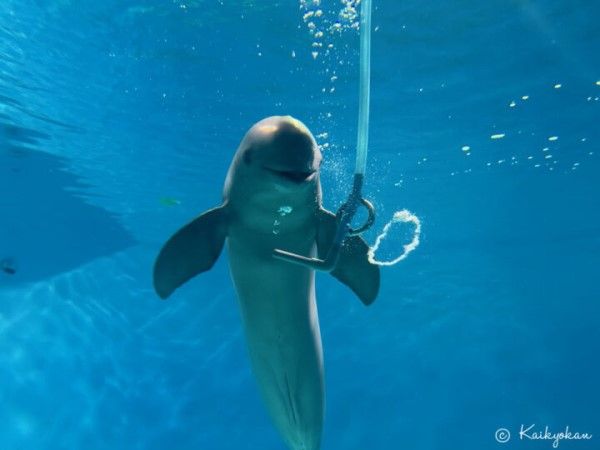 ▲（圖／翻攝自市立下關水族館海響館官網）