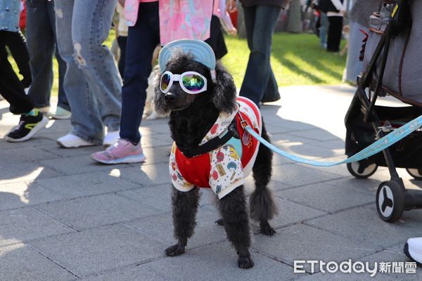 d7976925 新北毛寶貝耶誕趴登場「素還真與萌犬同台飆戲」 辦寵物卡享好康(圖/新北動保處提供)