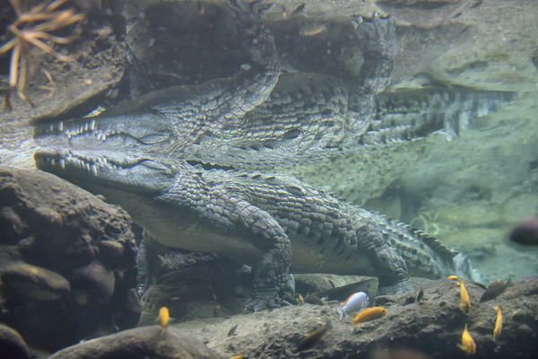 d5440321 ▲▼鱷魚。(圖/達志影像/示意圖)
