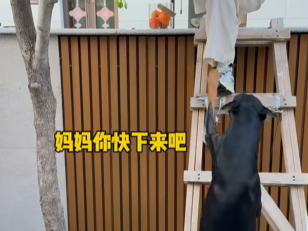 d7974495 ▲(圖/翻攝自小紅書/杜賓安妮)