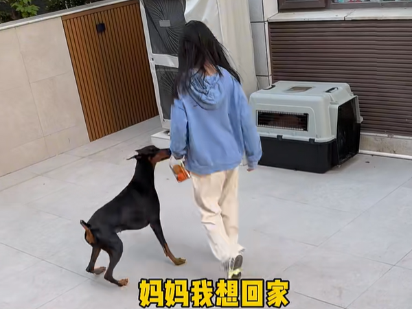 d7974496 ▲(圖/翻攝自小紅書/杜賓安妮)