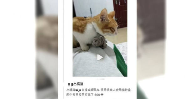 d7977681 大陸一名網友在網路上發文抱怨,指出他將一隻貓,無償送養給領養人,對方卻在一個月後將貓咪出價放到網路上賣。(圖/微博)