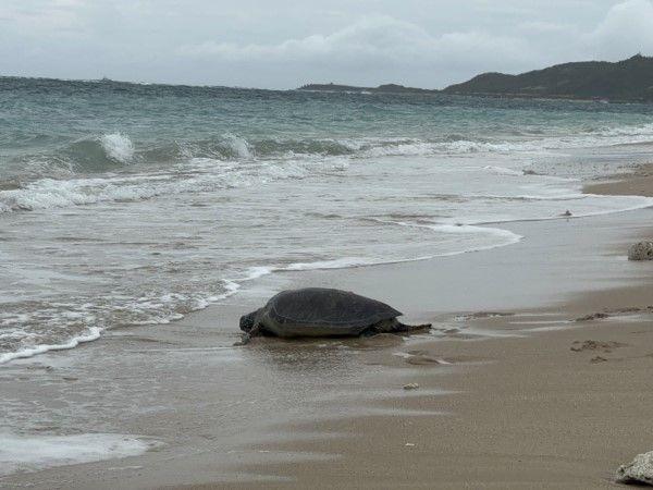 d7978636 ▲康復綠蠵龜野放大海活動。(圖/翻攝自國立海洋生物博物館官網)