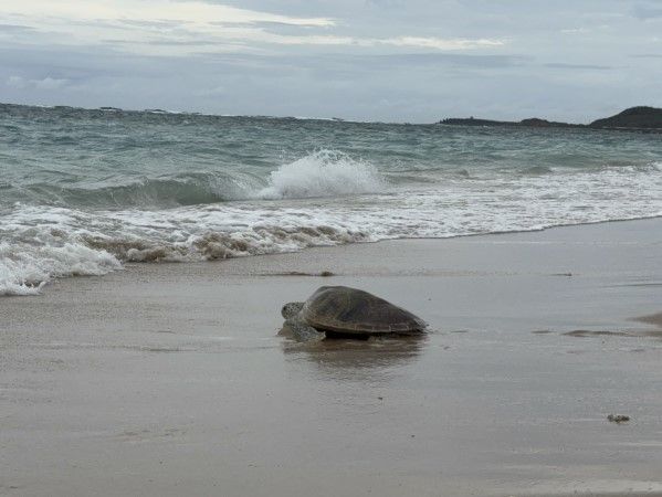 d7978637 ▲康復綠蠵龜野放大海活動。(圖/翻攝自國立海洋生物博物館官網)