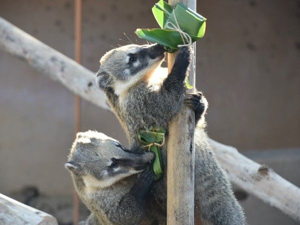 d7978760 ▲(圖/翻攝自Facebook/新竹市立動物園)