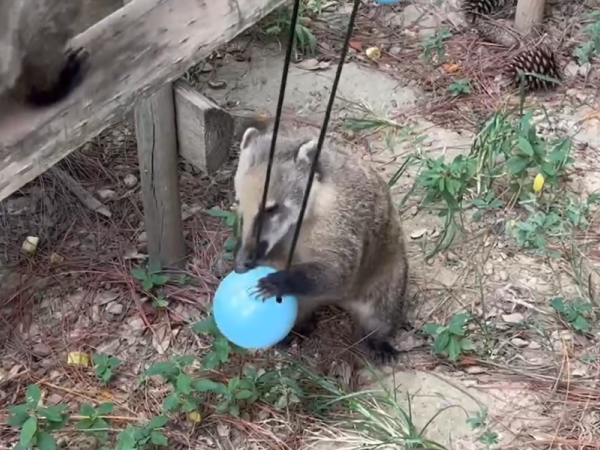 d7978761 ▲(圖/翻攝自Facebook/新竹市立動物園)
