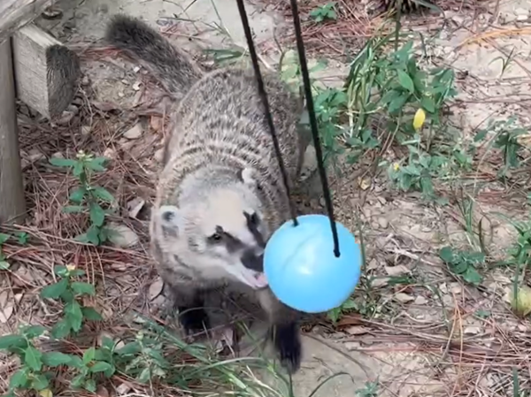 d7978762 ▲(圖/翻攝自Facebook/新竹市立動物園)