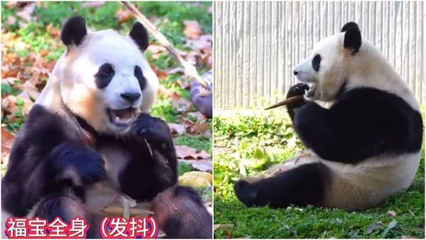 d7980747 貓熊「福寶」吃東西時不自覺抖動,讓網友很憂心。(翻攝微博)