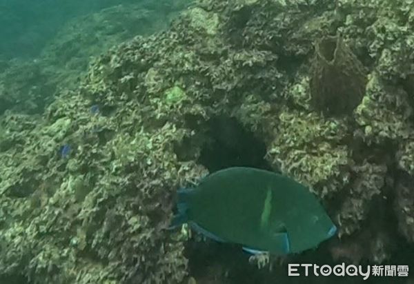 d7984066 ▲蝙蝠洞海域生態持續追蹤,水下調查揭開面紗,紀錄到62種生物(圖/新北市動保處提供)