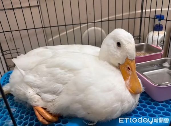 d7984389 ▲彰化流浪鴨「腿斷2截」腳蹼搖搖晃晃 見人靠近就恐懼開咬!(圖/護生志工提供,請勿隨意翻拍,以免侵權。)