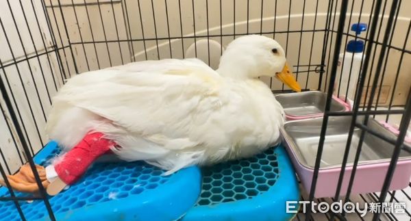 d7984390 ▲彰化流浪鴨「腿斷2截」腳蹼搖搖晃晃 見人靠近就恐懼開咬!(圖/護生志工提供,請勿隨意翻拍,以免侵權。)