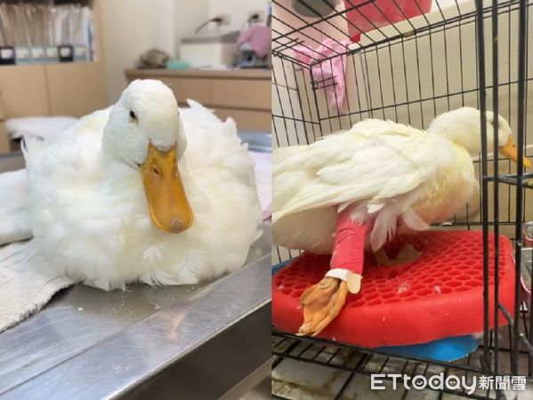 d7984392 ▲彰化流浪鴨「腿斷2截」腳蹼搖搖晃晃 見人靠近就恐懼開咬!(圖/護生志工提供,請勿隨意翻拍,以免侵權。)