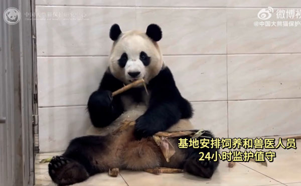 d7984545 福寶。(圖/翻攝自微博@中國大熊貓研究中心)