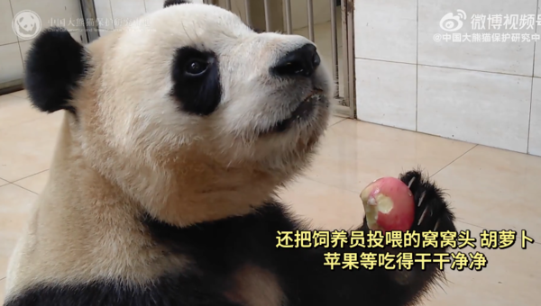 d7984548 福寶。(圖/翻攝自微博@中國大熊貓研究中心)