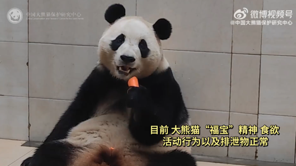 d7984549 福寶。(圖/翻攝自微博@中國大熊貓研究中心)