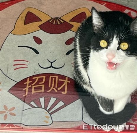 ▲黑白店貓上班蹭蹭「狂聞屁股」　媽笑：叫你接客不是騷擾。（圖／網友潘小姐提供，請勿隨意翻拍，以免侵權。）