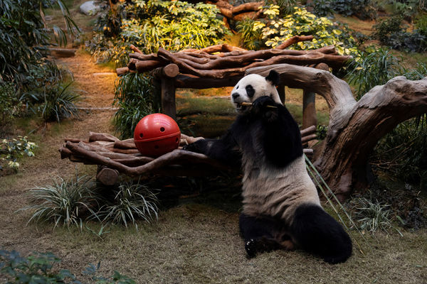 d7987108 ▲▼香港海洋公園貓熊「安安」。(圖/路透社)