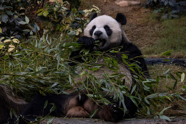 d7987110 ▲▼香港海洋公園貓熊「安安」。(圖/路透社)