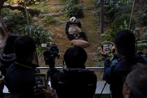 d7987112 ▲▼香港海洋公園貓熊「安安」。(圖/路透社)