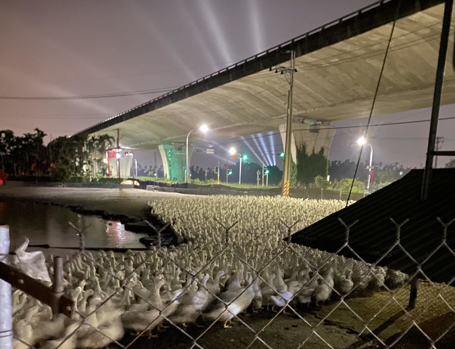 ▲▼潮州鎮潮人祭射遠燈，鴨群嚇壞踩踏死一片，養殖戶氣炸。（圖／翻攝自臉書社團「屏東縣潮州鎮」）