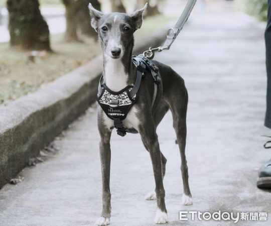 d7900770 ▲義大利靈緹犬酥緹。(圖/翻攝自IG/@sooty.and)