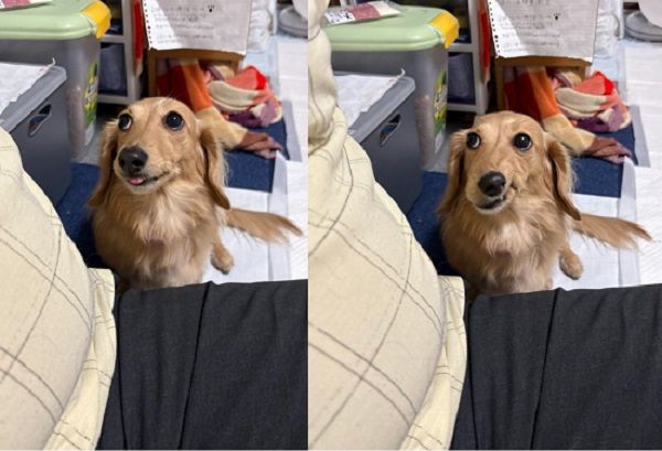 d7988024 ▲臘腸犬發現今天沒肉吃 立刻上演「笑容消失術」齜牙生氣。(圖/翻攝自X/@wanwanmaturi)