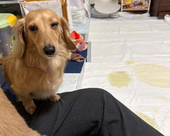 d7988026 ▲臘腸犬發現今天沒肉吃 立刻上演「笑容消失術」齜牙生氣。(圖/翻攝自X/@wanwanmaturi)