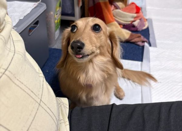 d7988027 ▲臘腸犬發現今天沒肉吃 立刻上演「笑容消失術」齜牙生氣。(圖/翻攝自X/@wanwanmaturi)