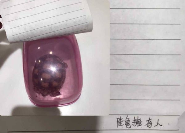 d7991137 ▲彰化動防所公告飼主盡快將小象龜領回。(圖/翻攝自彰化動物防疫所)