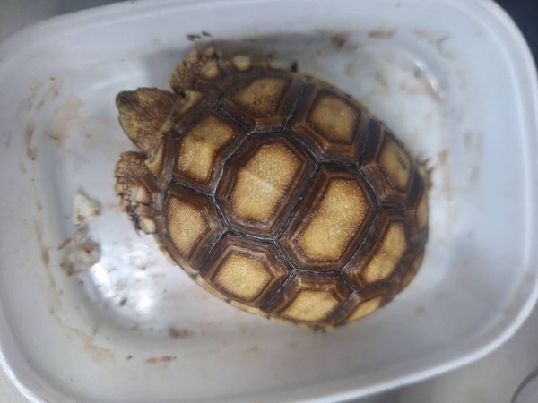 d7991143 ▲彰化動防所公告飼主盡快將小象龜領回。(圖/翻攝自彰化動物防疫所)