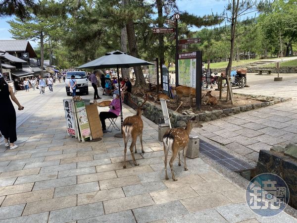 奈良公園有許多攤販會賣鹿仙貝，一綑10片200日圓。
