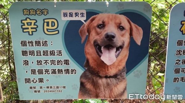 ▲收容所大狗難送！「辛巴」經訓練從暴衝變親人　逆轉犬生幸福笑了（圖／新北市動保處提供。）