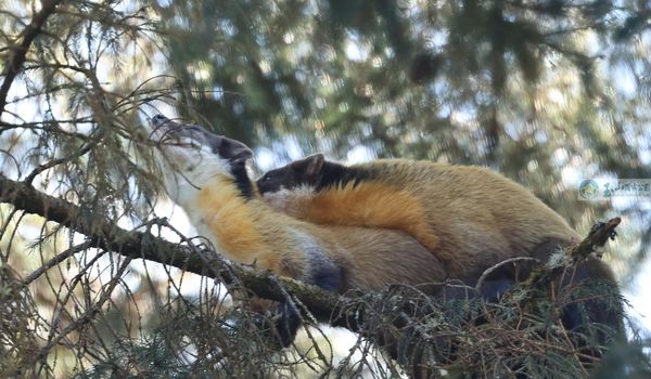 d7996794-1 ▲2024年12月10日野聲研究團隊首次目擊野外黃喉貂正在進行生育大事。(圖:FB/玉山國家公園)