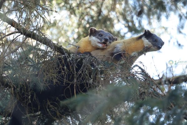d7996796-1 ▲2024年12月10日野聲研究團隊首次目擊野外黃喉貂正在進行生育大事。(圖:FB/玉山國家公園)