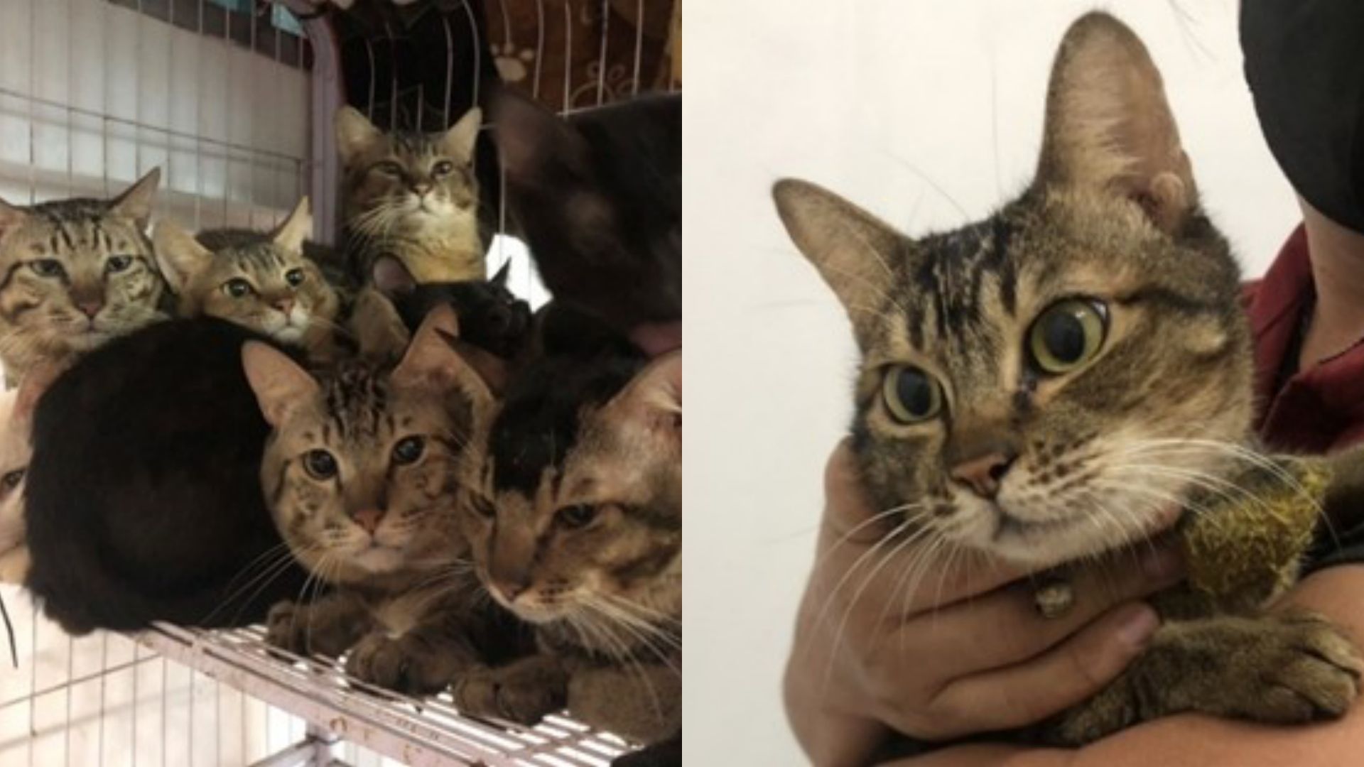 8042046-1 ▲新北汐止驚現84犬貓擁擠飼養。(圖/新北市動保處提供)