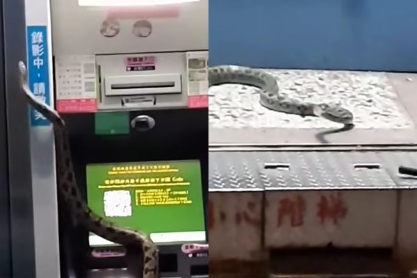 ▲▼提款機有蛇。（圖／翻攝臉書／爆廢公社）