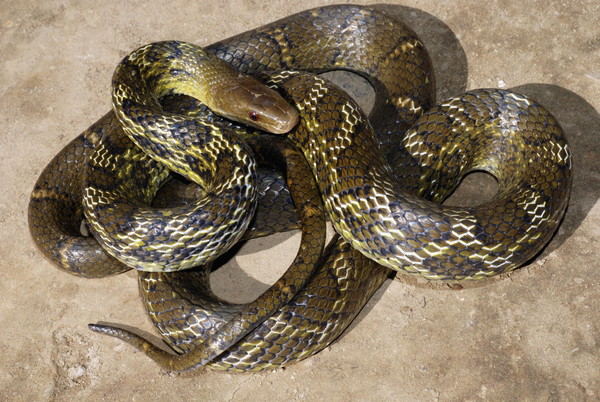 d4726091 ▲▼Eastern Trinket Snake,毒蛇。(圖/達志影像/示意圖)