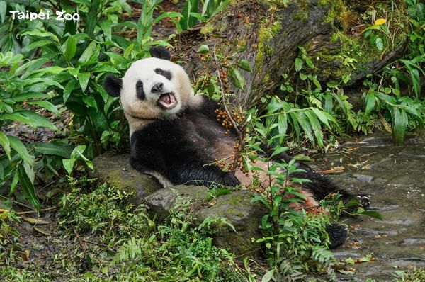 ▲大貓熊「圓寶」。（圖／台北市立動物園提供）