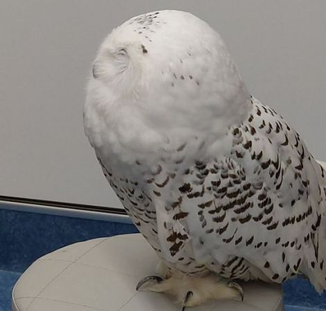 d8016103-1 ▲動物醫院雪鴞化身「嚴肅監工」 從櫃子後緊盯掃除進度。(圖/翻攝自X/)