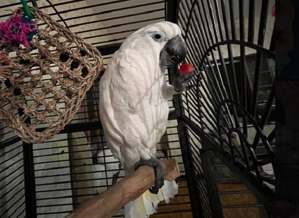 d8020817 ▲巴丹鸚鵡被飼主「爽擼頭毛」 他表情逐漸母湯瞇眼搖擺享受。(圖/翻攝自X/@mugi_bellcho199)