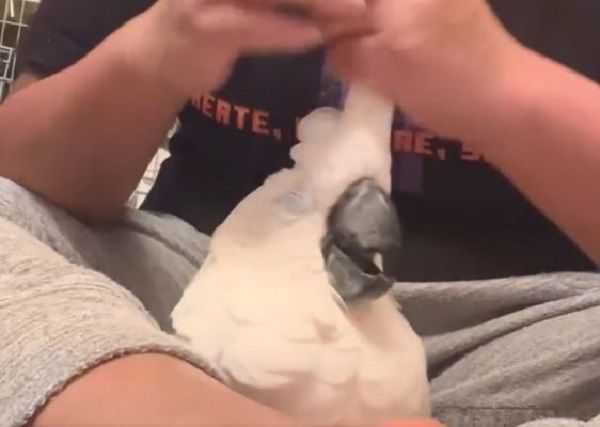 d8020818 ▲巴丹鸚鵡被飼主「爽擼頭毛」 他表情逐漸母湯瞇眼搖擺享受。(圖/翻攝自X/@mugi_bellcho199)
