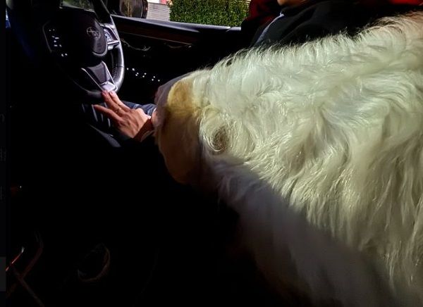 d8031035-1 ▲蘇俄牧羊犬「霸占爸爸大腿」趴好趴滿 他苦笑接受這份沉重的愛。(圖/翻攝自X/@velzoi)